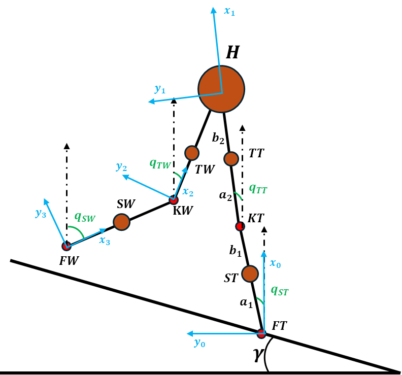 Kneeded Walker Model